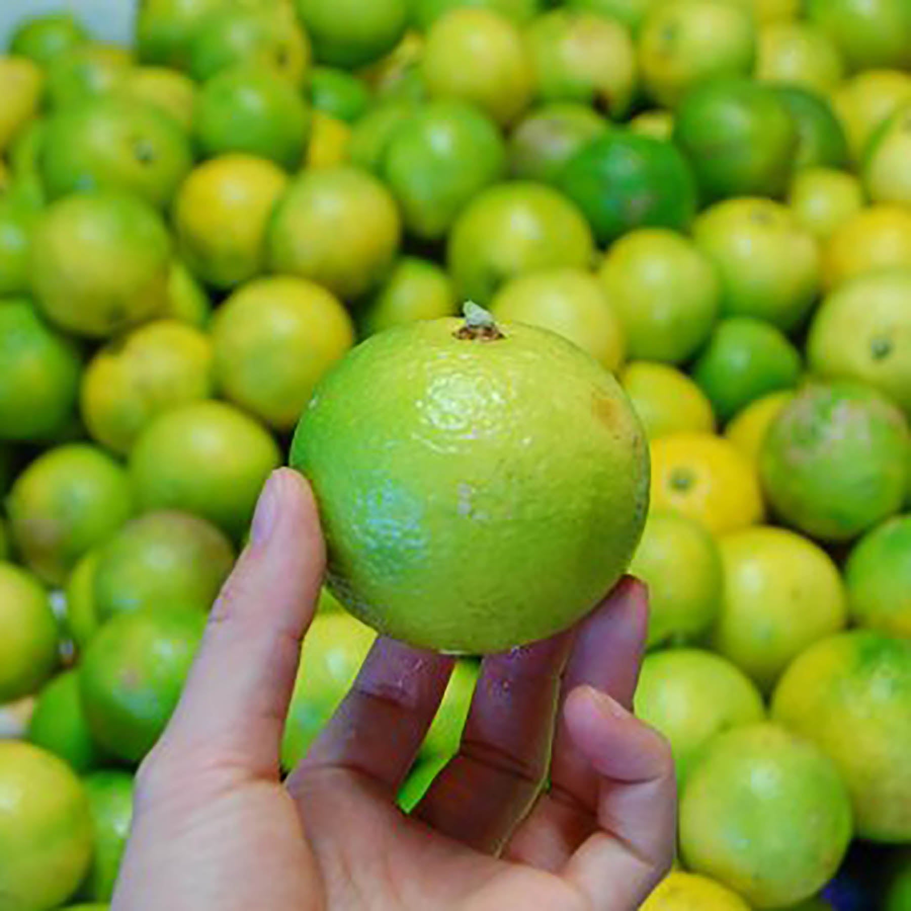 リフレッシュウォーター(里山カボス/100ml)